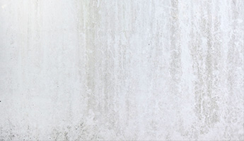 カビやコケの繁殖